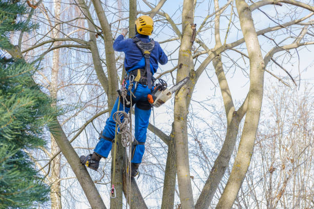 Best Tree Cabling and Bracing  in Muscatine, IA